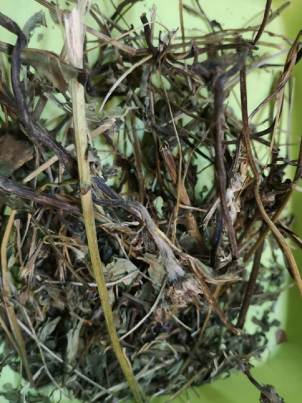 Echinacea - Ganze Pflanze