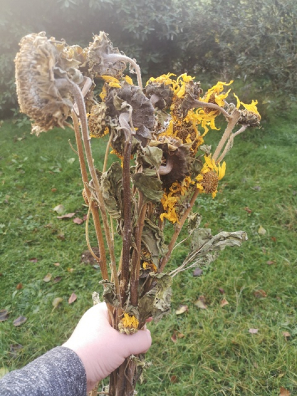 Knabberzweige Sonnenblume