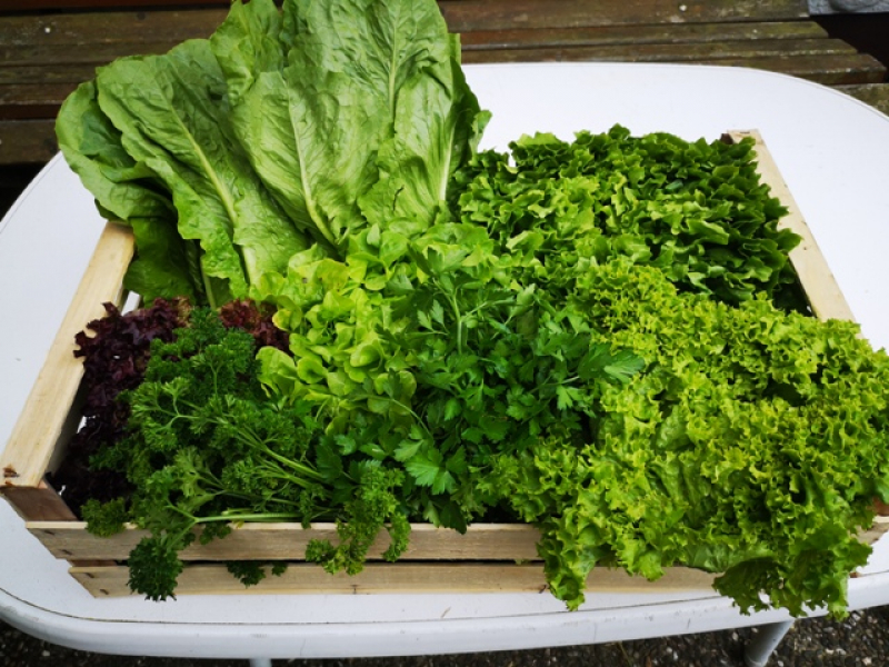 KW Frischebox Salat und Kräuter