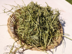 Bockshornklee Kraut